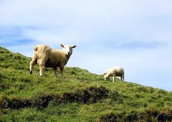 Sheep on a hill. cape farewell, south island, new zealand.