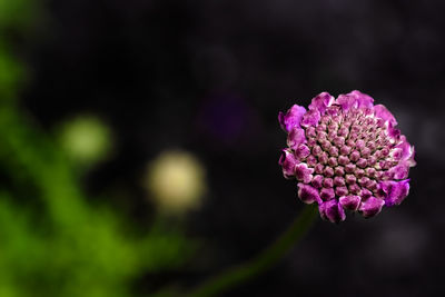 Close-up of pink rose flower