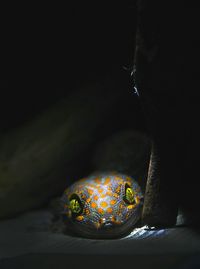 Close-up of snake on black background