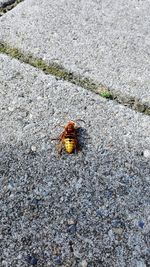 High angle view of insect on rock