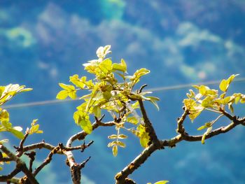 Low angle view of flowering plant against sky