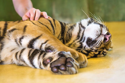 Close-up of hand on tiger