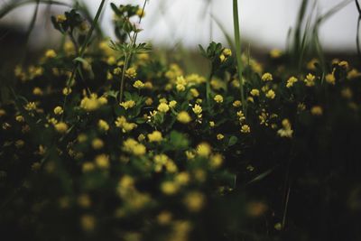 Close-up of yellow flowering plants on field