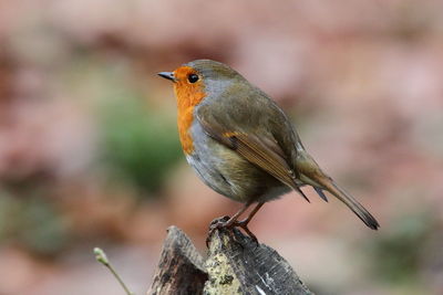 Close-up of bird perching on a branch