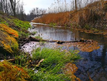 Scenic view of stream in forest