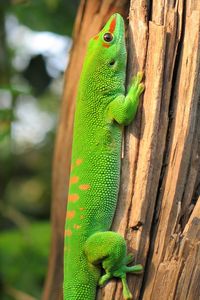 Close-up of gecko on wood