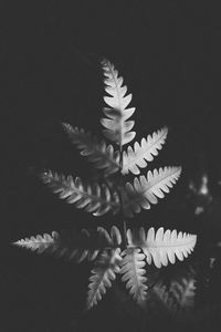 Close-up of leaf over black background