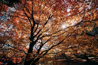 Low angle view of tree during autumn