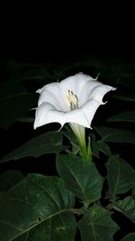 Close-up of white flowering plant against black background