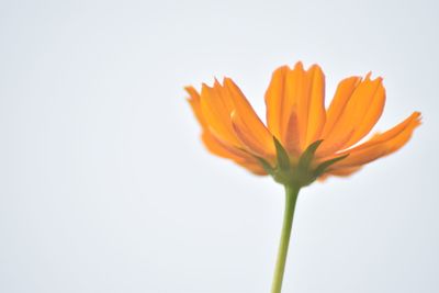 Close-up of orange flower against white background