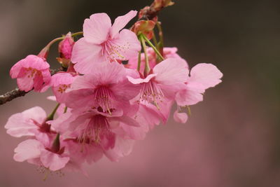 Close-up of pink flowers