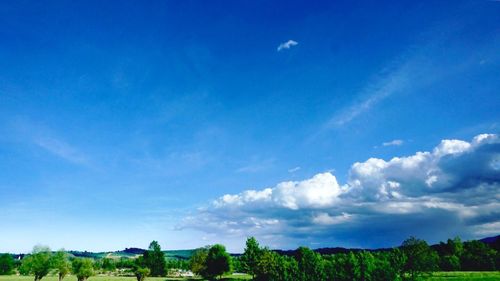 Trees on field against blue sky