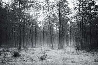 Trees in forest