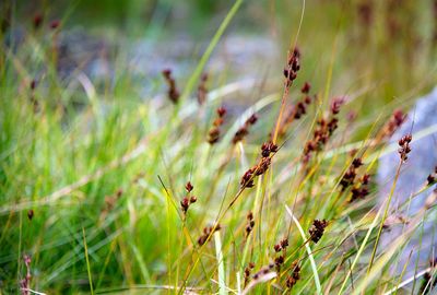 Close-up of insect on plant at field