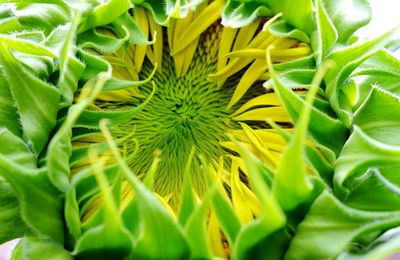 Full frame shot of green leaves