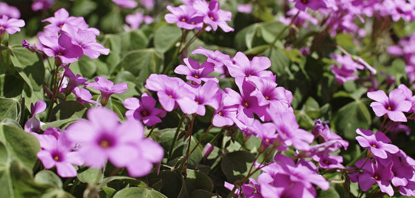 Close-up of pink flowering plants