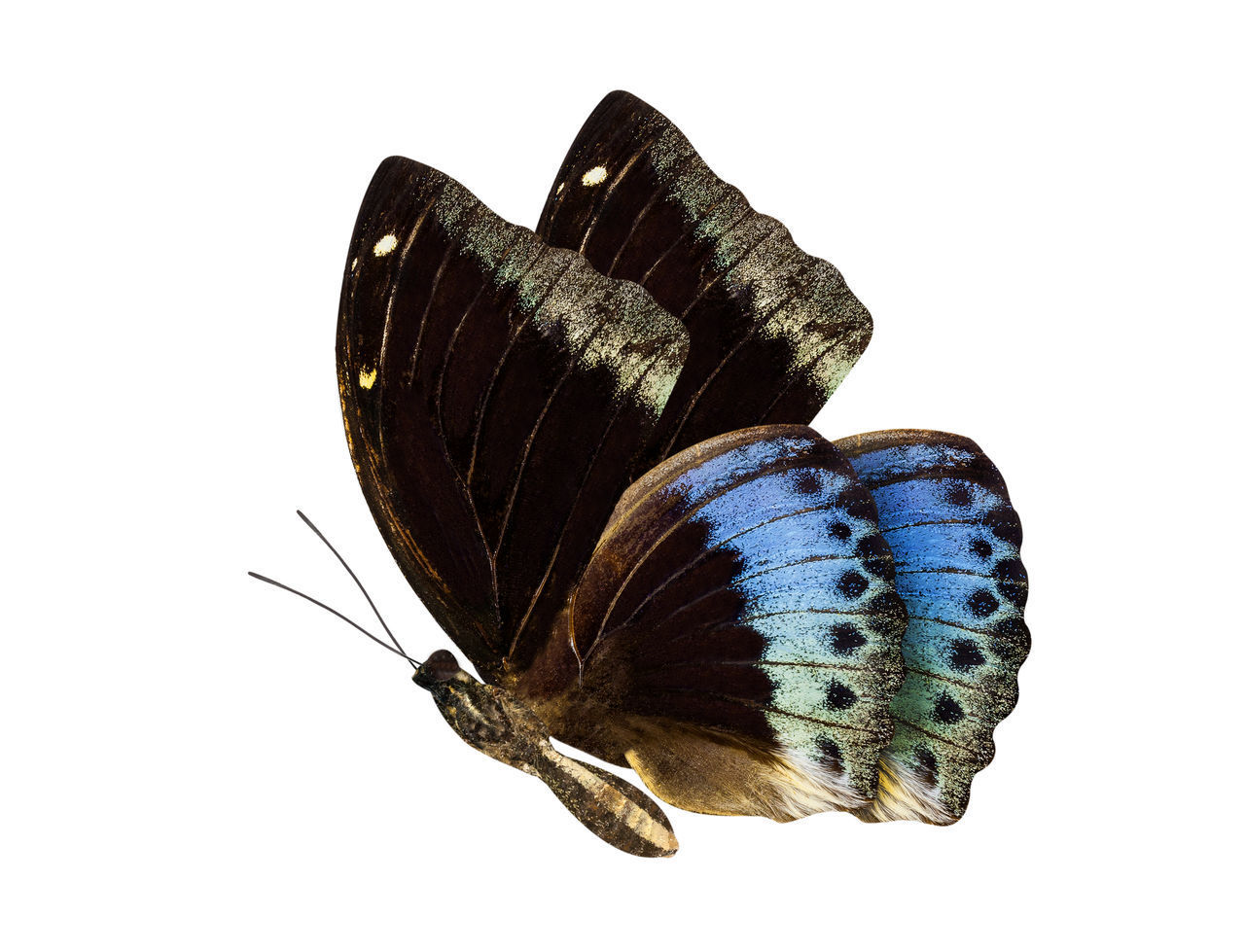 CLOSE-UP OF BUTTERFLY ON LEAF