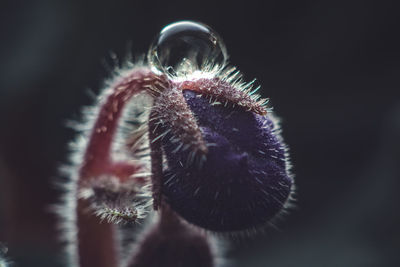 Close-up of honey bee on flower