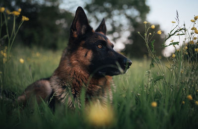 Dog looking away on field