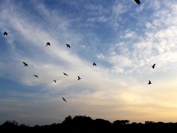 Low angle view of silhouette birds flying in sky