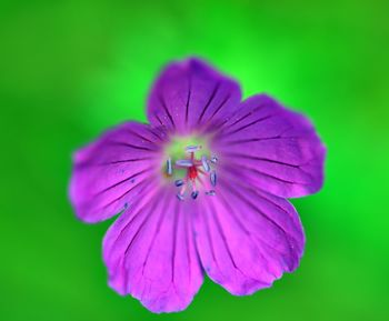 Close-up of purple flowering plant