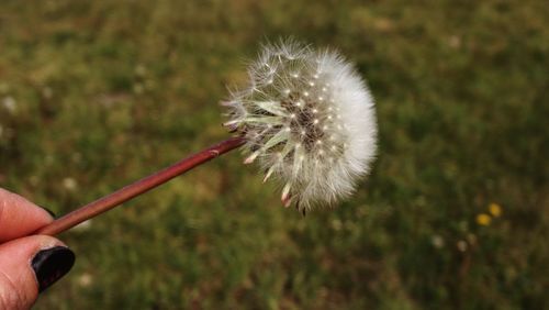 Close-up of hand holding dandelion