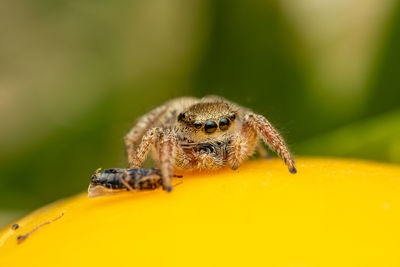 Close up of a jumping spider with prey.