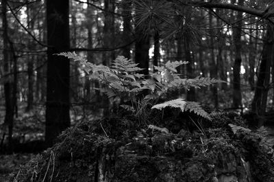 View of trees in forest during winter