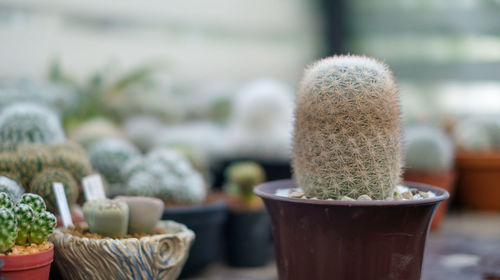 Close-up of succulent plant on table
