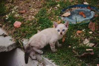 High angle portrait of cat on kitten by plants