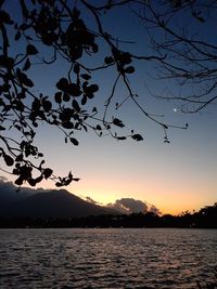 Silhouette tree by lake against sky during sunset