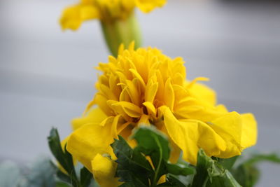Close-up of yellow flowers blooming against sky