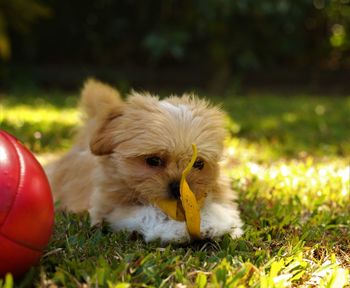 Close-up of puppy on field