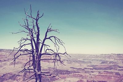 Bare trees on shore