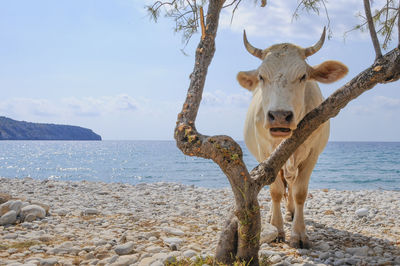 Elephant standing on beach against sky