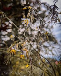 Close-up of yellow flowering plant