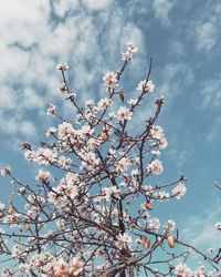 Low angle view of cherry blossom against sky