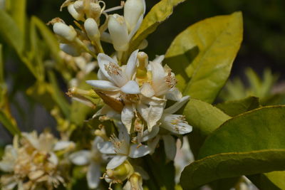 Close-up of flowers blooming outdoors