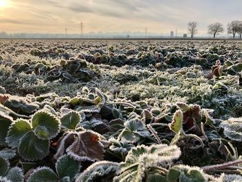 Close-up of plants on field against sky during winter