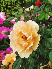 Close-up of yellow rose