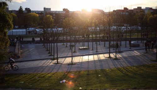 Sun shining through trees