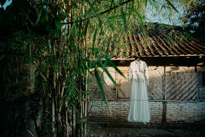 View of bamboo hanging from tree in forest