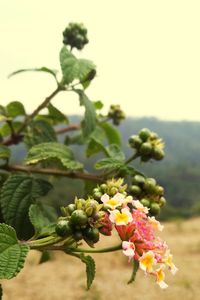 Close-up of flowering plant