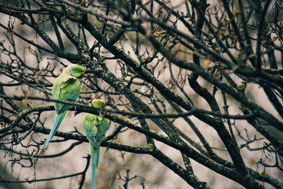 Bird perching on branch