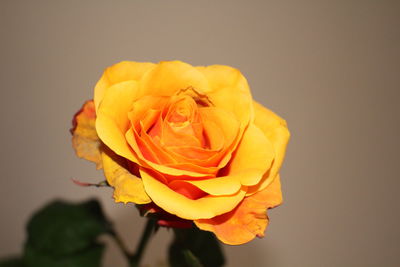 Close-up of rose