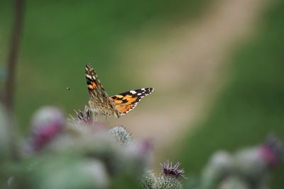 Close-up of butterfly pollinating on flower