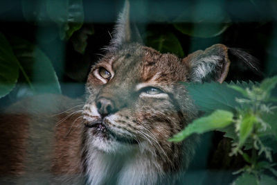 Close-up of cat looking away