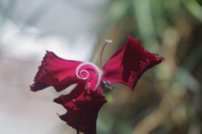 Close-up of red rose