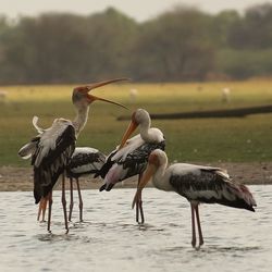 Birds on shore