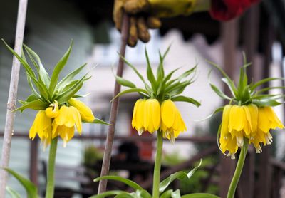 Close-up of yellow flowering plant